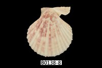 藏品(高貴海扇蛤)的圖片